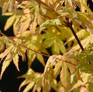 Acer palmatum ‘Ueno Homare’