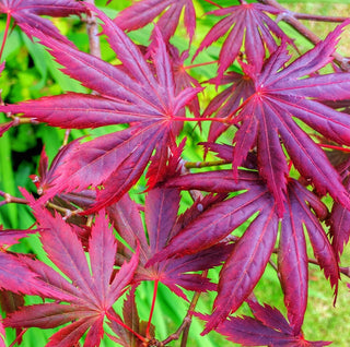 Acer palmatum ‘Uncle Ghost’