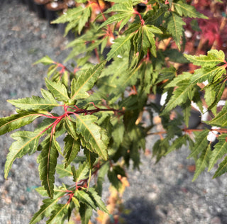 Acer palmatum ‘Verkade’s Jacus Potus’