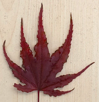 Acer palmatum ‘Waveleaf’