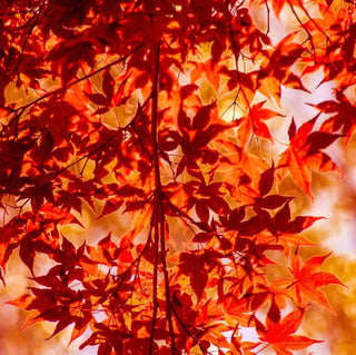 Acer palmatum ‘Wildfire’