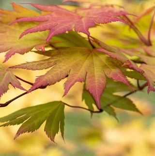 Acer shirasawanum ‘Mikado'