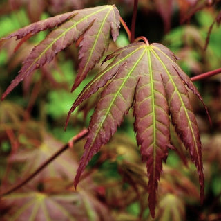 Acer shirasawanum ‘Season’s of Change’