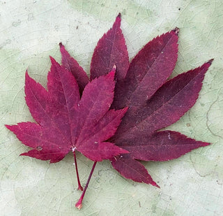 Acer circinatum ‘Morning Starburst’
