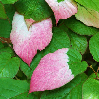 Actinidia Kolomikta Male