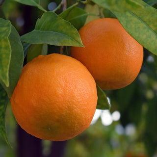 Citrus ‘Akcay Sekeri’