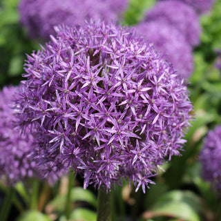 Allium 'Giganteum'