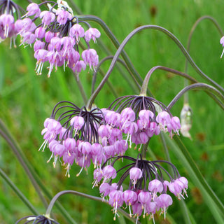 Allium Cernuum