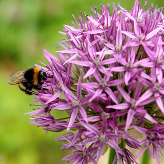 Allium ‘Purple Sensation’