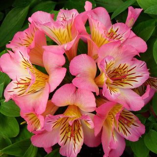 Alstroemeria Summer Paradise Rose