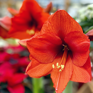 Amaryllis Waxed Red