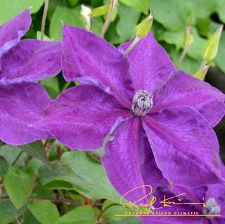 Clematis ‘Amethyst Beauty’