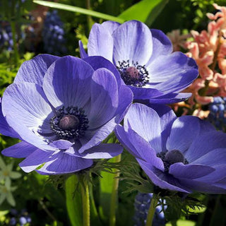 Anemone ‘De Caen Blue Poppy’