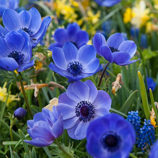 Anemone ‘De Caen Blue Poppy’