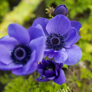 Anemone ‘De Caen Blue Poppy’