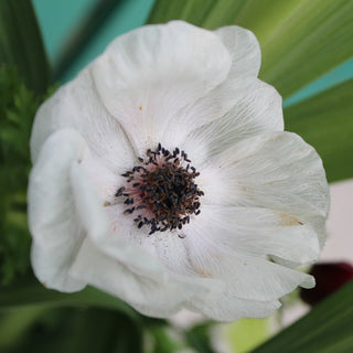 Anemone ‘Carmel White’