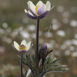 Anemone Multifida