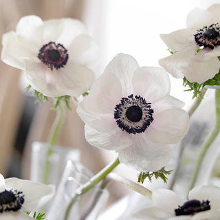 Anemone ‘Carmel White’