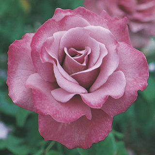 Rose ‘Angel Face’