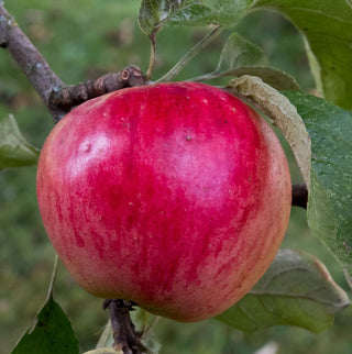 Apple  - 4-Way Combination Apple #2 (M26 Rootstock)