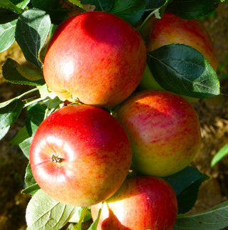 Apple - Malus domestica ‘Urban Tasty Red’