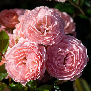 Close-up of pink roses with green leaves