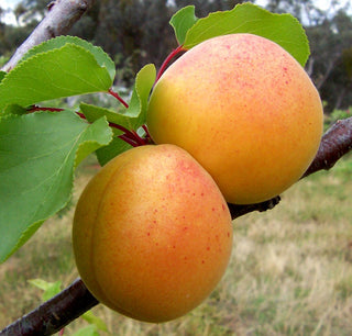 Apricot - Prunus armeniaca ‘Hargrand’