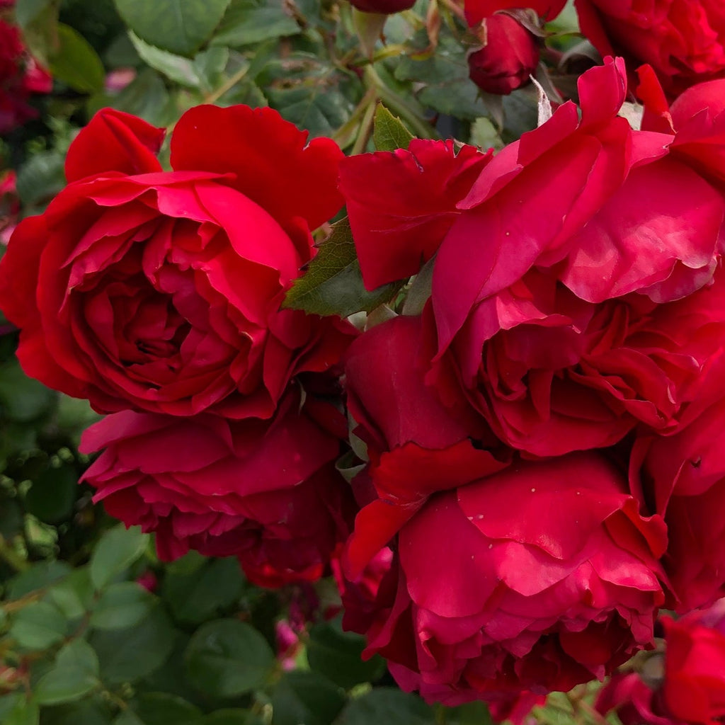 Preorder Rose 'Arborose Florentina' | Amsterdam Garden Centre