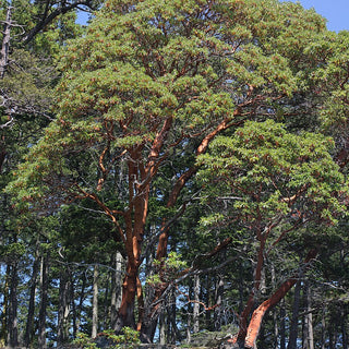 Arbutus Menziesii