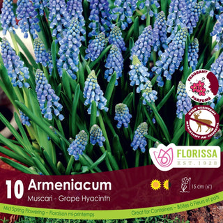 Muscari armeniacum