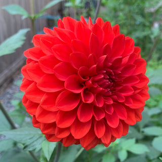 Dahlia 'Audrey Grace'