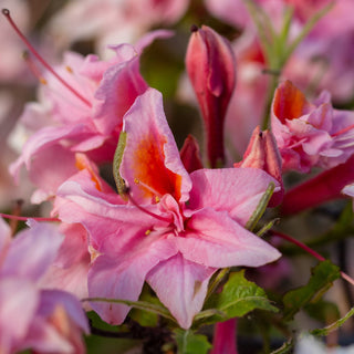 Azalea Electric Lights Double Pink