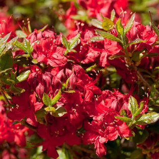 Azalea Electric Lights Red