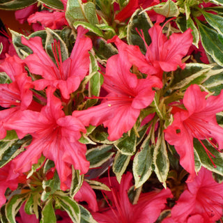 Azalea Gaiety