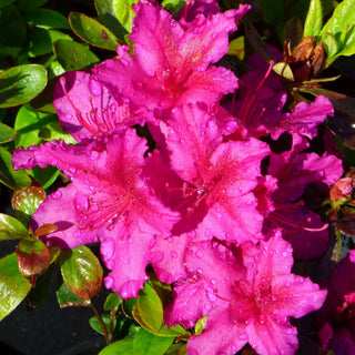 Azalea Girard's Fuchsia