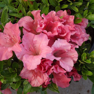 Azalea Gumpo Pink