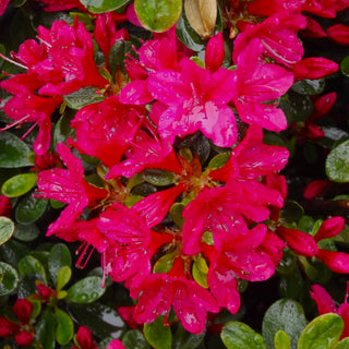 Azalea Hino Crimson