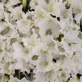 Azalea Hino White Dwarf