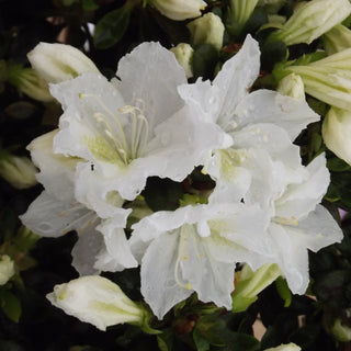 Azalea Hino White