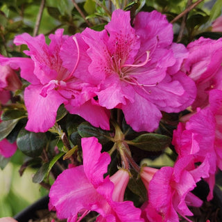 Azalea ‘Petticoat'