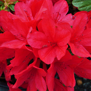 Azalea Red Red