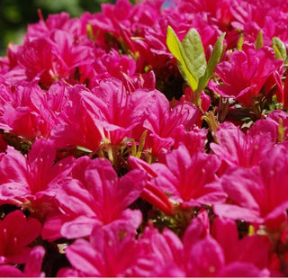 Azalea ‘Deja Bloom Smitten’