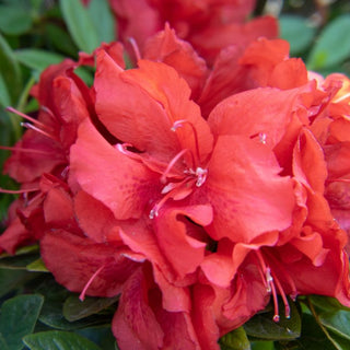 Azalea ‘Ever After Ruby’
