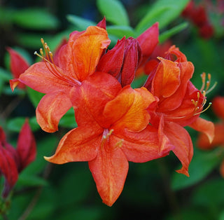 Azalea ‘Fireball’
