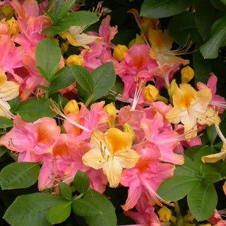 Azalea Garden Rainbow