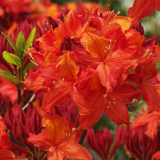 Azalea ‘Gibraltar’