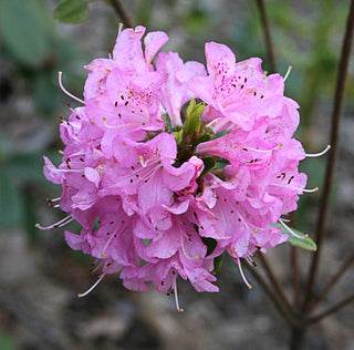 Azalea Hardijzer's Beauty