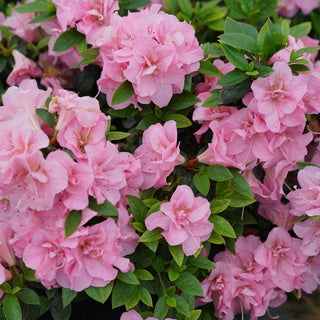Azalea ‘Perfecto Mundo Double Pink’