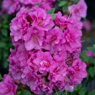 Azalea ‘Perfecto Mundo Double Purple’