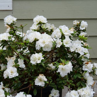 Azalea ‘Perfecto Mundo Double White’